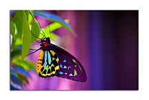 Obraz Farebný motýľ zs24731